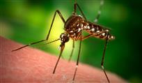 11 cách chống muỗi an toàn và hiệu quả